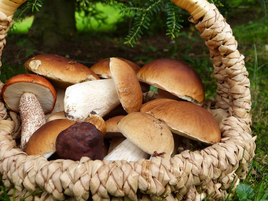 Productos Italianos en Otoño