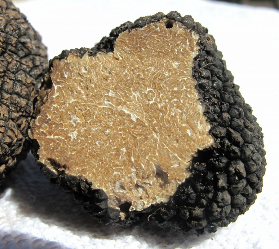truffle-203031_1920-900×804